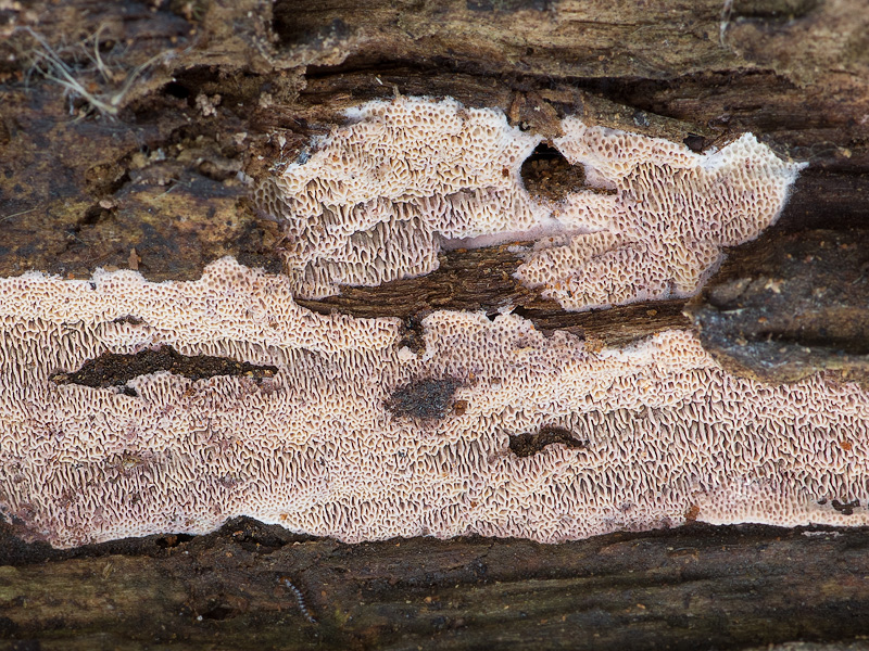 Ceriporia griseoviolascens